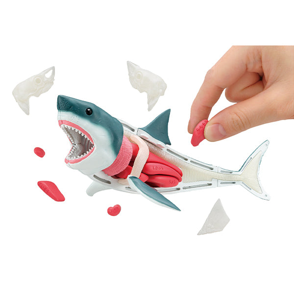 KAITAI PUZZLE SHARK PUZZLE