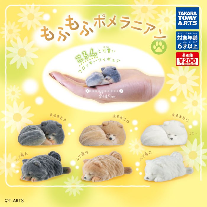 CP2960 Fluffy pomeranian