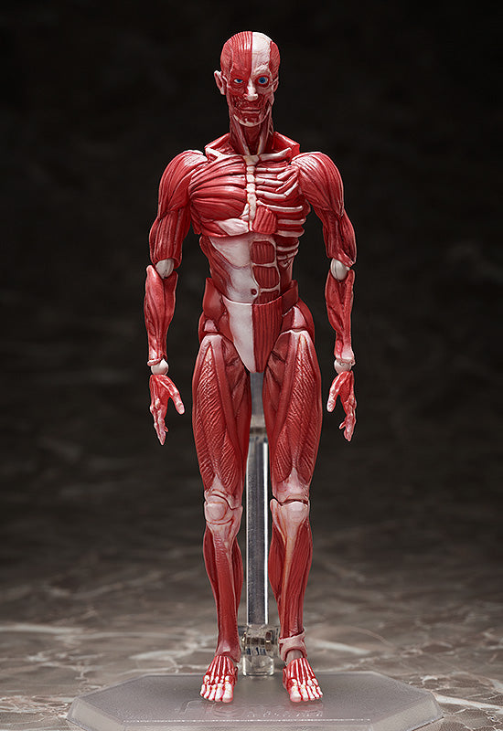 SP-142 figma Human Anatomical Model