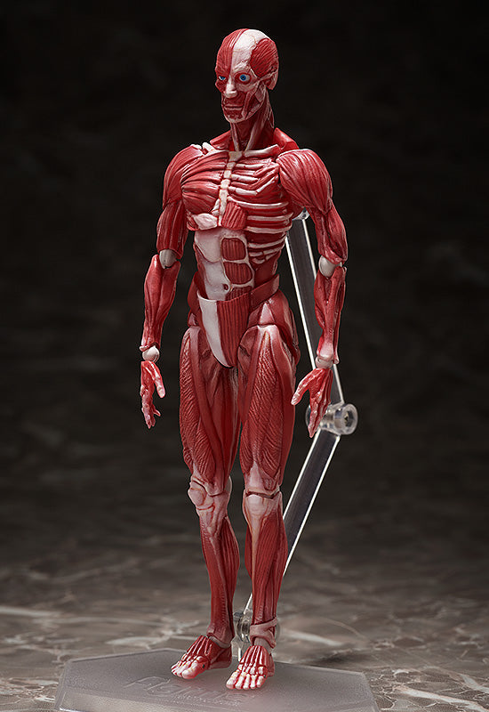 SP-142 figma Human Anatomical Model